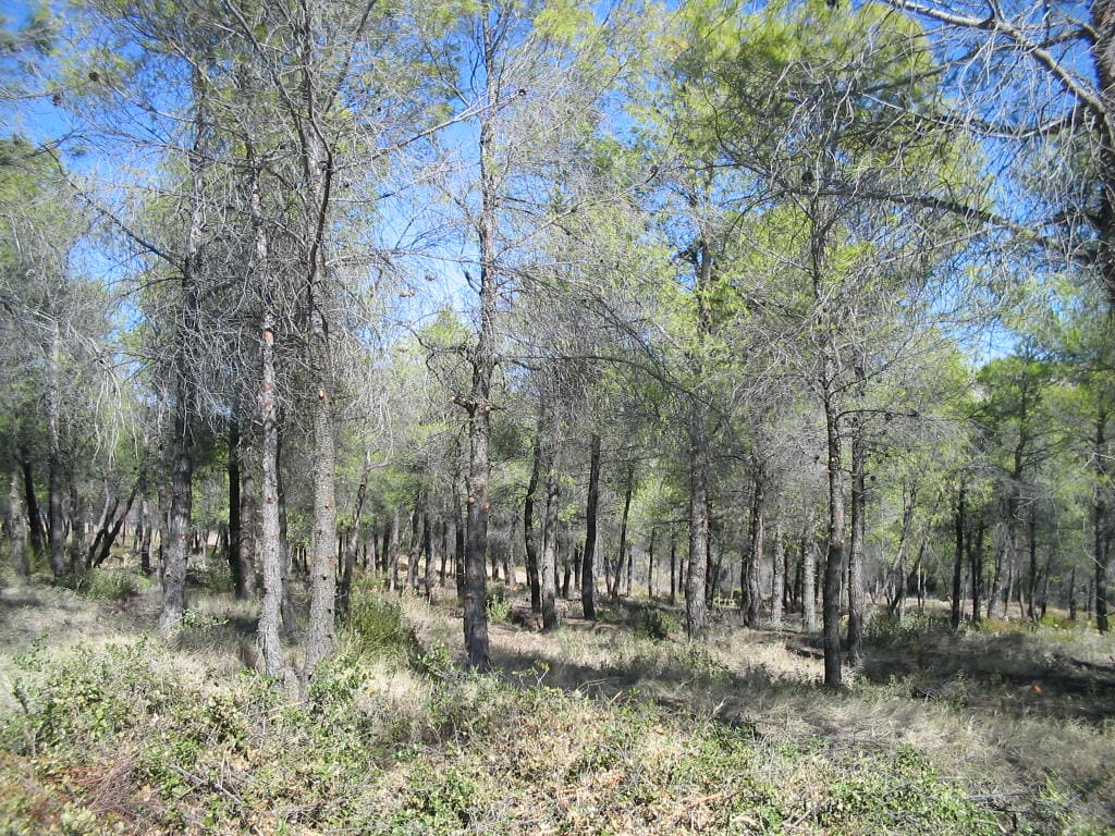 Cleaning of fire protection of Kallithea reforestation