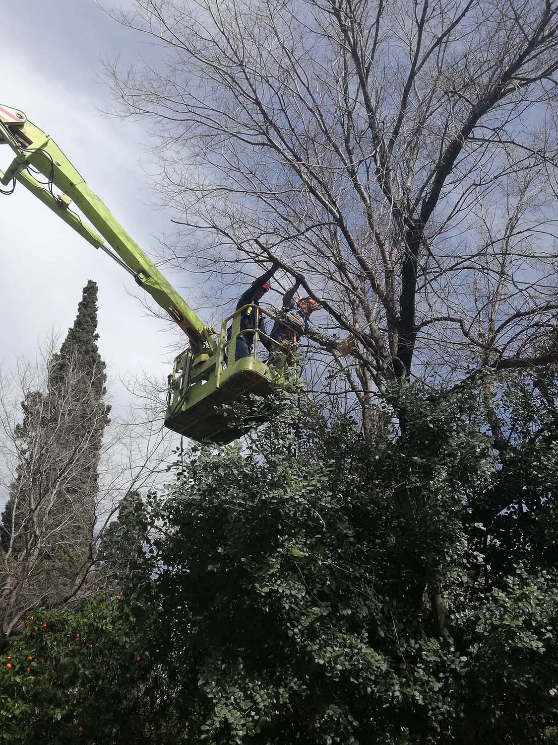 8. Εργασίες κλαδέματος υψηλών δέντρων του Ζαππείου κήπου