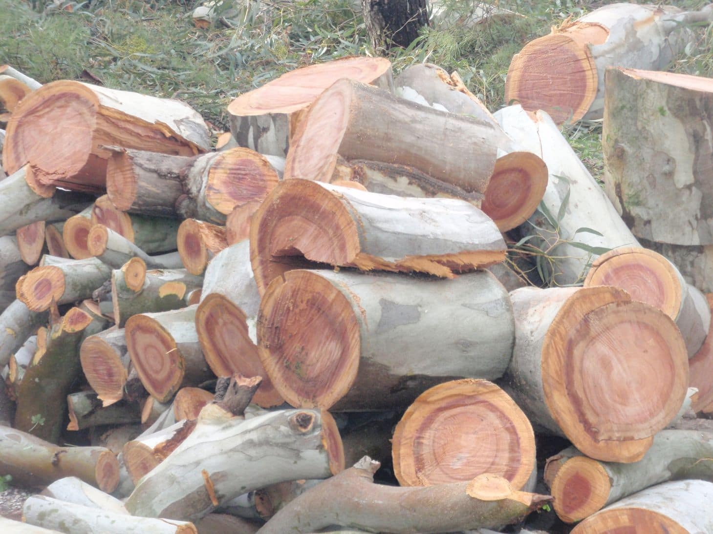 26. Εργασίες υλοτομίας και απομάκρυνσης υψηλών δέντρων από τον χώρο του ΙΜΔΟ