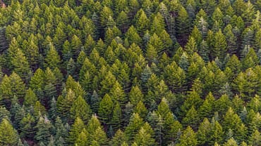 Έργα και δράσεις ενεργούς διαχείρισης των δασών